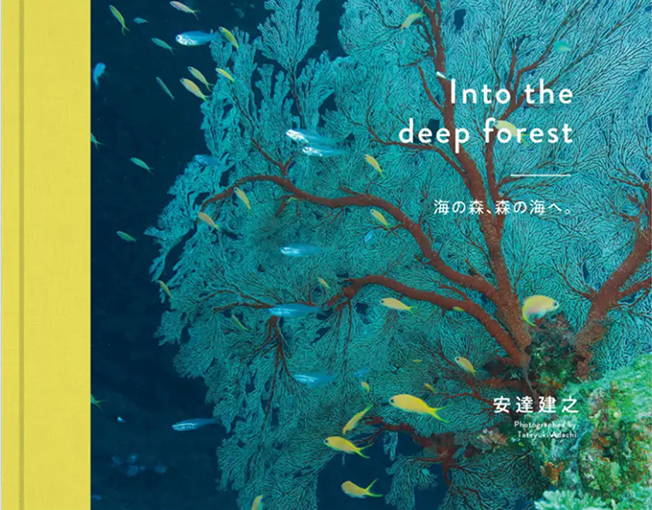 写真集 Into the deep forest の表紙
